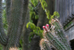 Cleistocactus fieldianus