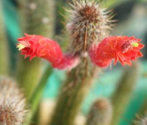Cleistocactus fieldianus