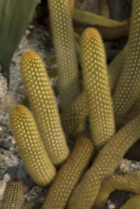 Cleistocactus icosagonus