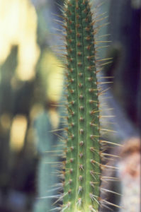 Cleistocactus morawetzianus