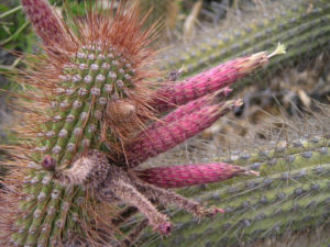 Cleistocactus parapetiensis