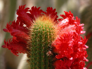 Cleistocactus samaipatanus