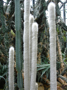 Cleistocactus straussii