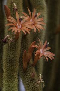 Cleistocactus winteri