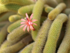 Cleistocactus winteri