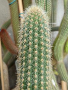 Cleistocactus chrysocephalus