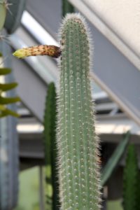 Cleistocactus palhuayensis