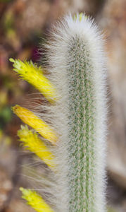Cleistocactus ritteri