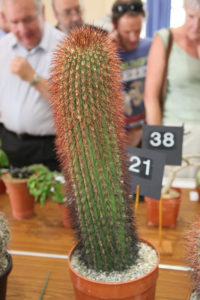 Denmoza rhodacantha