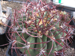 Denmoza rhodacantha