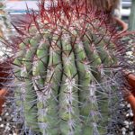Denmoza rhodacantha