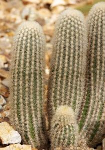 Haageocereus albispinus