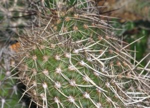 Haageocereus chalaensis