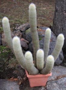 Haageocereus icosagonoides