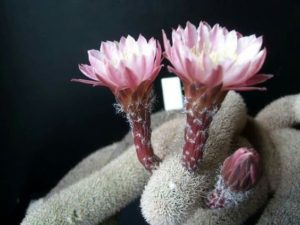 Haageocereus lanugispinus