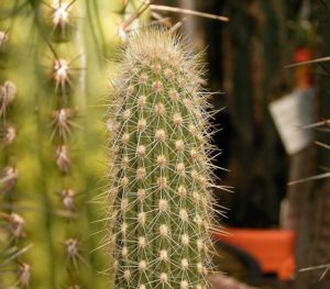 Haageocereus longicomus