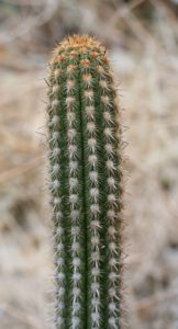 Haageocereus multangularis