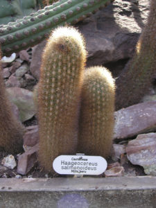 Haageocereus salmonoideus