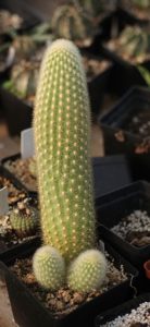 Haageocereus seticeps