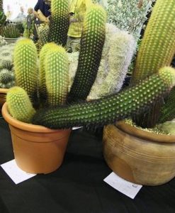 Haageocereus tenuis