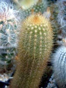 Haageocereus zangalensis