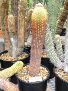 Haageocereus australis