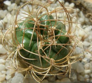 Matucana aurantiaca