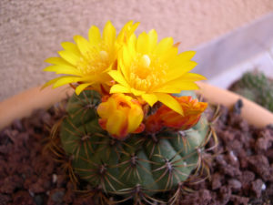 Matucana aureiflora