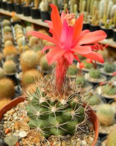 Matucana calliantha