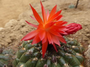 Matucana celendinensis