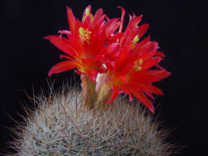 Matucana haynei v. blancii