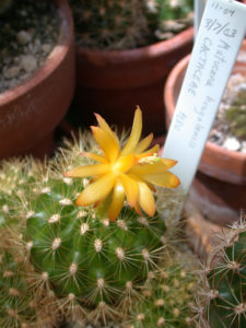 Matucana huagalensis