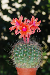Matucana krahnii