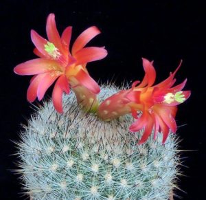 Matucana myriacantha
