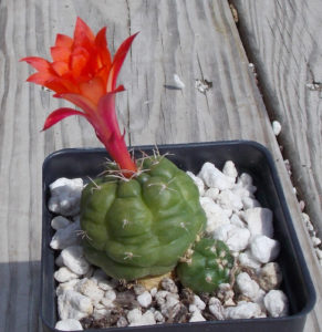 Matucana oreodoxa