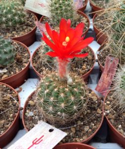 Matucana pallarensis