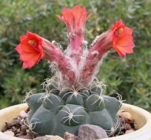 Matucana paucicostata