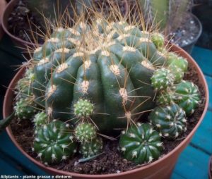 Matucana polzii