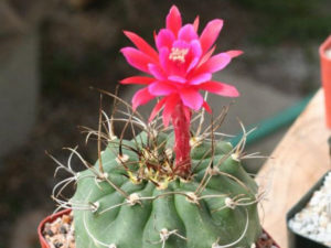 Matucana pujupatii