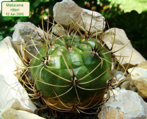 Matucana ritteri