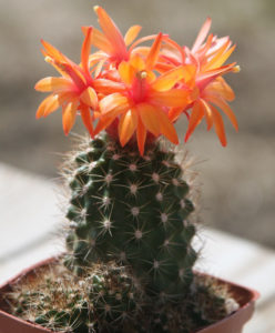 Matucana tuberculata