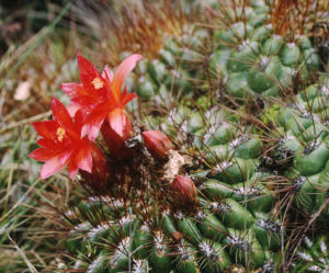 Matucana aurantiaca