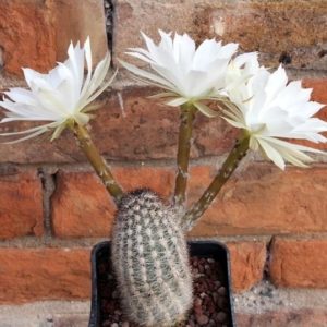 Pygmaeocereus bylesianus