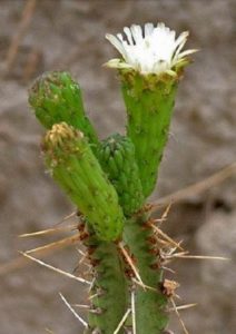 Samaipaticereus corroanus