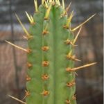 Samaipaticereus corroanus