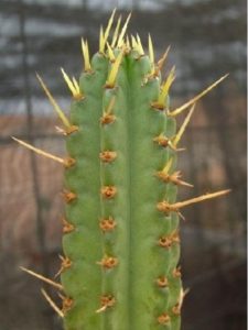 Samaipaticereus corroanus