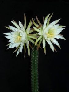Trichocereus arboricola
