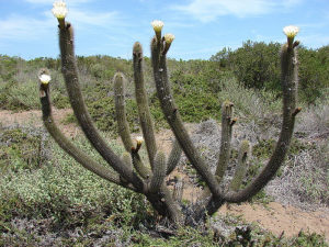 Trichocereus chiloensis