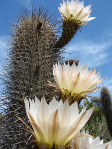 Trichocereus chiloensis