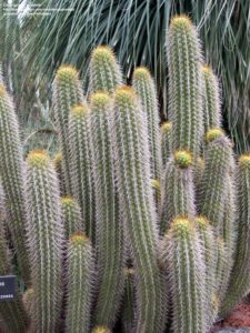 Trichocereus litoralis